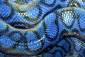 Background of a python rolled up with multicolored skin