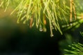 Background with a raindrop on a pine needle