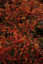 Background red berries in autumn Royalty Free Stock Photo