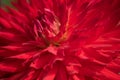 Background from a red cactus dahlia Royalty Free Stock Photo
