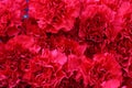 background of red carnations close-up. Blossom texture. Summer pattern. Royalty Free Stock Photo