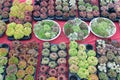 Background of red carpet with display of small succulents