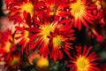 Background of red chrysanthemums with a yellow core. Beautiful bright chrysanthemums bloom in autumn in the garden.