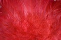 Background from red feathers Royalty Free Stock Photo