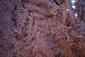 Background of red fern. Simple natural background. Texture of plants.