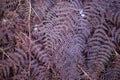 Background of red fern. Simple natural background.