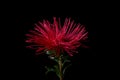 Background with red flower - Asters Callistephus chinensis Royalty Free Stock Photo