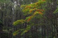 Background of red flowers of Flamboyan tree, Java, Indonesia Royalty Free Stock Photo