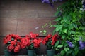 Background, red flowers in pots Royalty Free Stock Photo