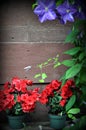 Background, red flowers in pots Royalty Free Stock Photo