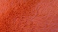 The background is red and fluffy from artificial fur Royalty Free Stock Photo