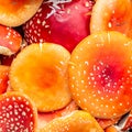 Background of red fly agarics. Red poisonous fly agaric. Close-up