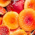 Background of red fly agarics. Red poisonous fly agaric. Close-up Royalty Free Stock Photo