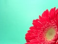 Background Red Gerbera