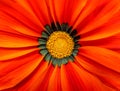 Gerbera flower macro - red Royalty Free Stock Photo