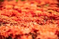 Background of red Ixora flower Royalty Free Stock Photo