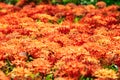 Background of red Ixora flower Royalty Free Stock Photo