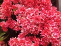 Red kalanchoe blossfeldiana flowers