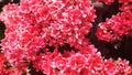 Background of red kalanchoe blossfeldiana flowers