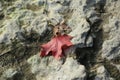 Background of red maple leaf, stone Royalty Free Stock Photo