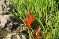 Background of red maple leaf, stone and grass Royalty Free Stock Photo