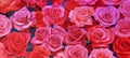 Background Pattern of Red and Pink Roses. Rose petals.