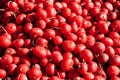 Background from a red radish. Close-up texture of heap of red radish, overhead view Royalty Free Stock Photo