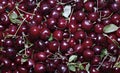 Background of red ripe cherry berries Royalty Free Stock Photo