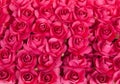 Background of red rose flowers. Many red roses close up