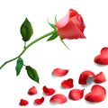 Background of red rose petals with flower