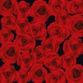 Background with red roses, vector