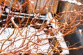 Background of red sticks branches with snow, decor, copy space