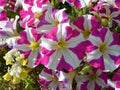 Red and white petunias in garden