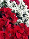 Background of red and white poinsettias in their natural state. Christmas decorations and plants. Red poinsettia flower full frame Royalty Free Stock Photo