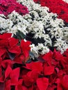 Background of red and white poinsettias in their natural state. Christmas decorations and plants. Red poinsettia flower full frame Royalty Free Stock Photo