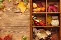 Background with red and yellow leaves, nuts and berries in a box