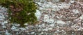 Background - relief bark of birch oak with moss