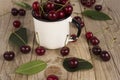 Background of ripe cherries. Pile of fresh and tasty cherries in emal cup.