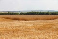 Background of ripe ears of wheat field Royalty Free Stock Photo