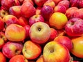 background with ripe fresh red apples.Full frame shot of apples on market shelves.Heap of delicious fruits in a Royalty Free Stock Photo