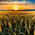 Background ripe golden wheat field with wide Concept agricultural