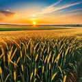 Background ripe golden wheat field with wide Concept agricultural