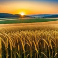 Background ripe golden wheat field with wide Concept agricultural