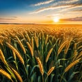 Background ripe golden wheat field with wide Concept agricultural