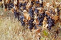 Background of ripe grapes Moldova
