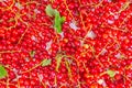 background of ripe juicy red currant berries