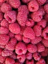 Background ripe raspberries, abstract flat layout, food photo fruit composition top view, crimson mottled layout