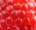 Background of Ripe Red Juicy Raspberry