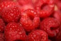 Background of ripe red raspberries fruits natural healthy vitamins power big size high quality botanical print rubus