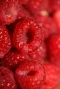 Background of ripe red raspberries fruits natural healthy vitamins power big size high quality botanical print rubus